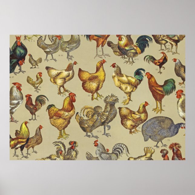 Póster Granja de pollo de gallo (Frente)