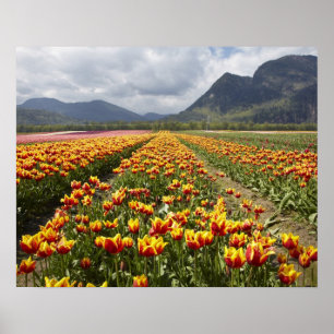 Póster Granja de tulipanes cerca de Agassiz, Columbia Bri