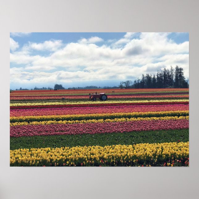 Póster Granja de tulipanes de zapatos de madera, Woodburn (Frente)