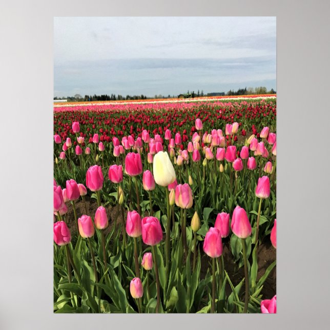 Póster Granja Tulip en Oregón (Frente)