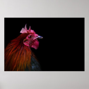 Póster Granjas Disparo de cabeza de gallo