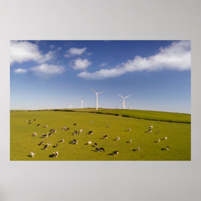 Póster Granjas | Vacas Cercanas A La Granja De Molino De  (Frente)