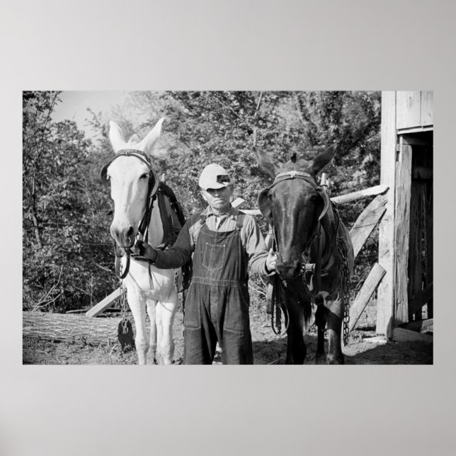 Póster Granjero con caballos de labranza, años 30 (Frente)