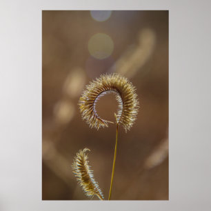 Póster grano de sol.