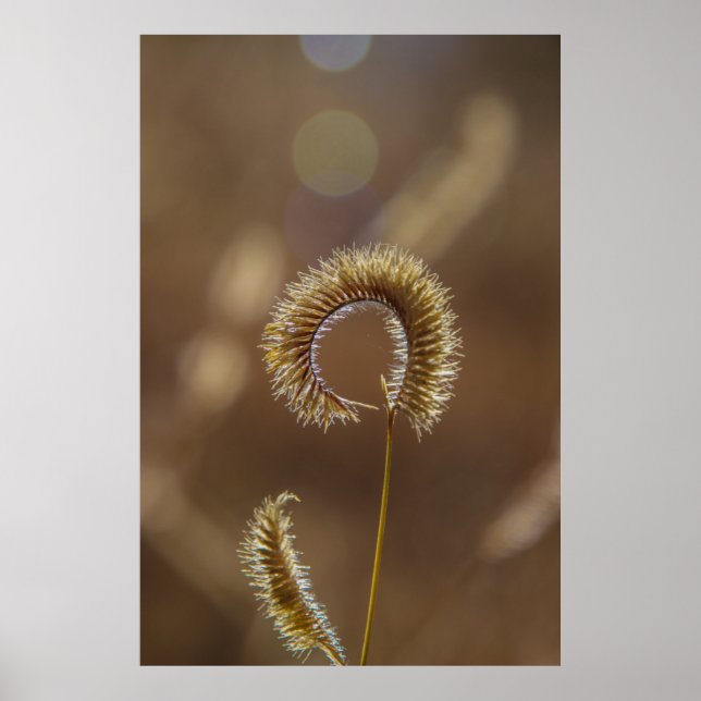 Póster grano de sol. (Frente)