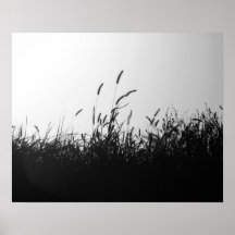 Grano salvaje blanco y negro en campo al atardecer