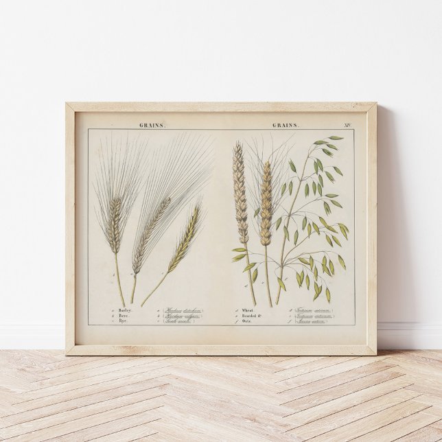 Póster Granos | Charlotte Mary Yonge (Subido por el creador)