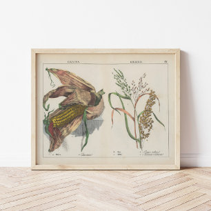 Póster Granos   Charlotte Mary Yonge