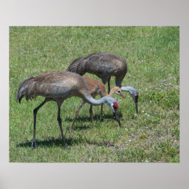 Póster Granos De Arena De Florida Caminando En Campo Verd