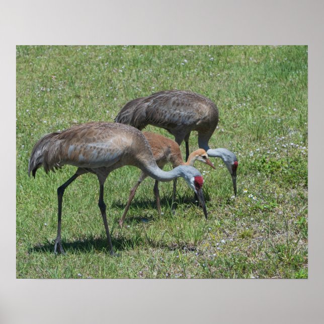 Póster Granos De Arena De Florida Caminando En Campo Verd (Frente)
