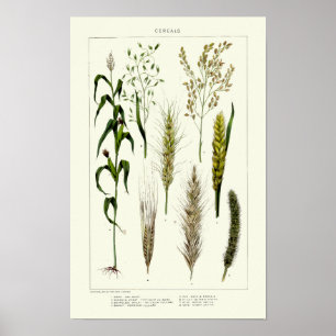 Póster Granos de cereales antiguos trigo, centeno, cebada