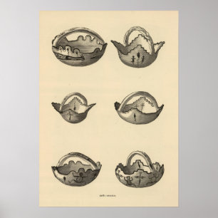 Póster Granos de Zuni