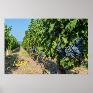 Póster Grapevines