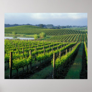 Póster Grapevines en filas impecables en Napa, California