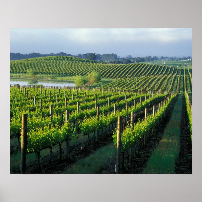 Póster Grapevines en filas impecables en Napa, California (Frente)