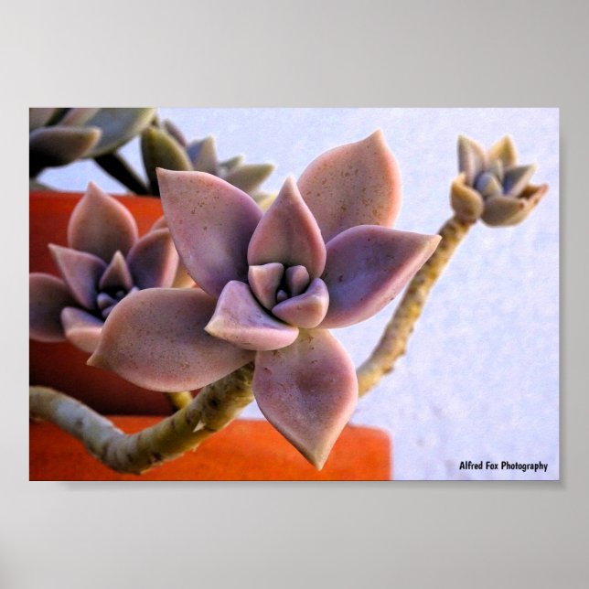 Póster Graptopetalum Paraguayense, Planta Fantasma Sucule (Frente)