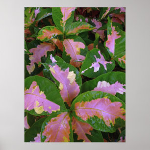 Póster Graptophyllum Pictum Rosea Variegata
