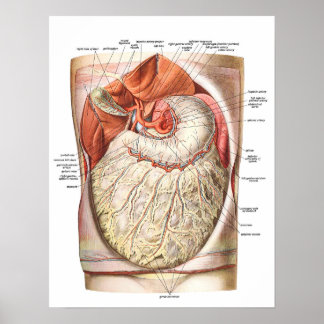 Póster Grasa abdominal / obesidad