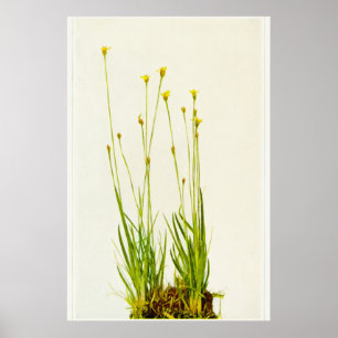 Póster Grasa amarilla