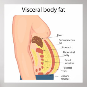 Póster Grasa corporal visceral