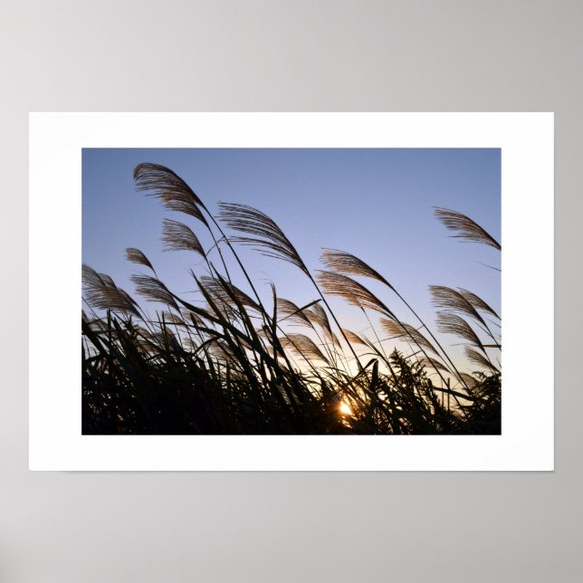Póster Grasa Pampas Japonesa (Susuki) (Frente)