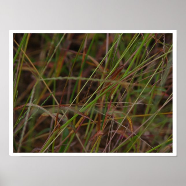 Póster Grasas (Frente)