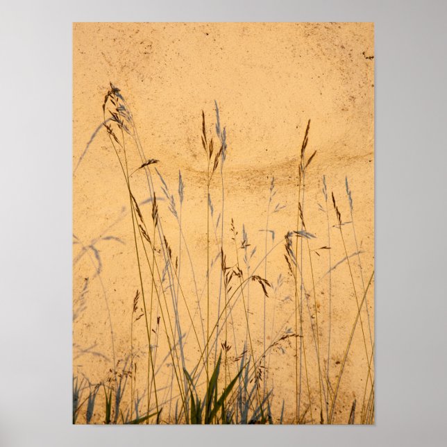 Póster Grasas Y Sombras De Verano Postcard (Frente)