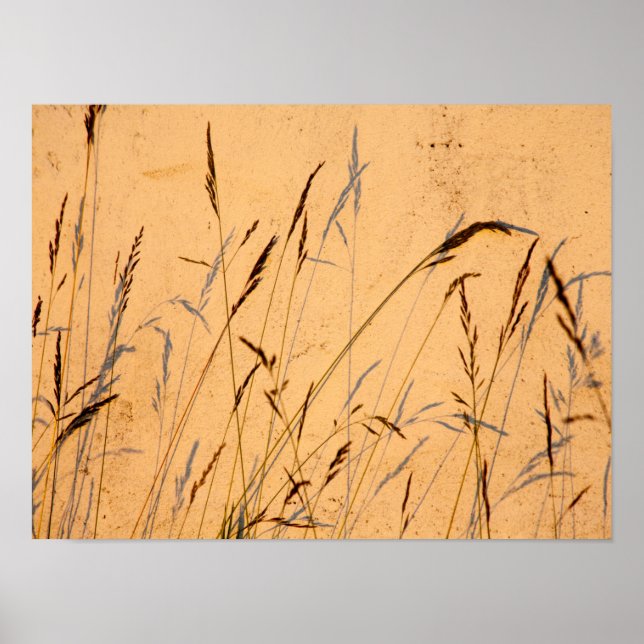 Póster Grasas Y Sombras De Verano Postcard (Frente)