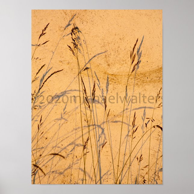 Póster Grasas Y Sombras De Verano Postcard (Frente)