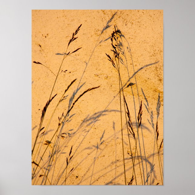 Póster Grasas Y Sombras De Verano Postcard (Frente)