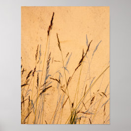 Póster Grasas Y Sombras De Verano Postcard