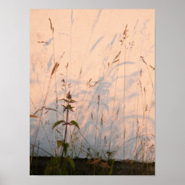 Póster Grasas Y Sombras De Verano Postcard