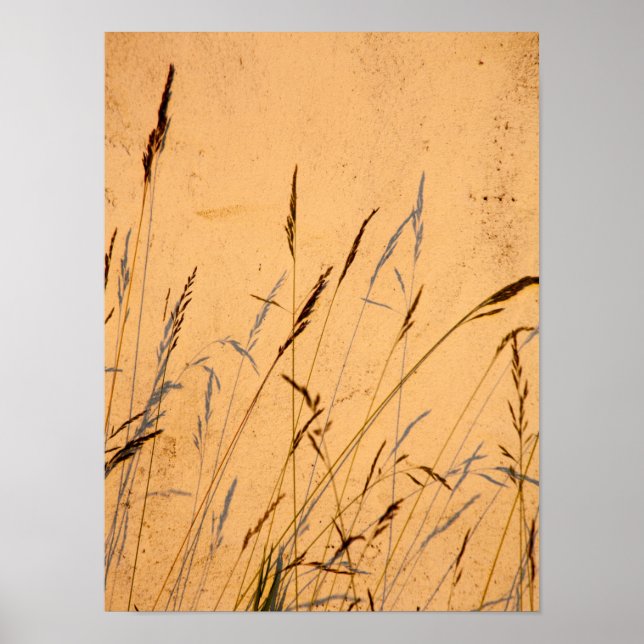 Póster Grasas Y Sombras De Verano Postcard (Frente)