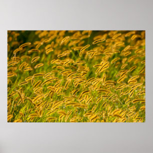 Póster Grass de otoño
