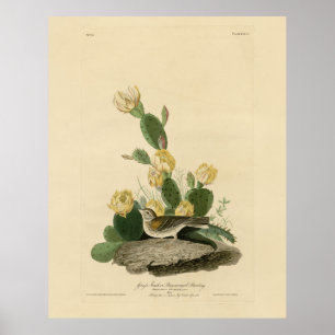 Póster Grass Finch, Bunting con alas de la bahía o Vesper