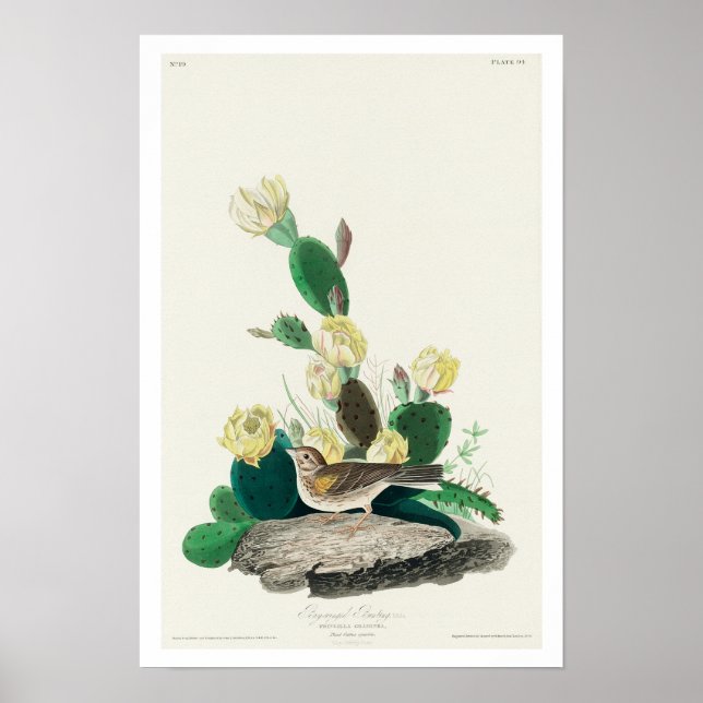 Póster Grass Finch, o Bunting de Bay por Audubon (Frente)