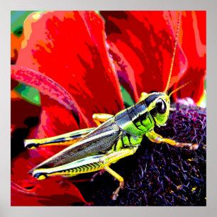 Póster Grasshopper