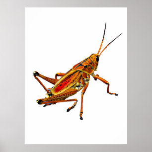Póster Grasshopper