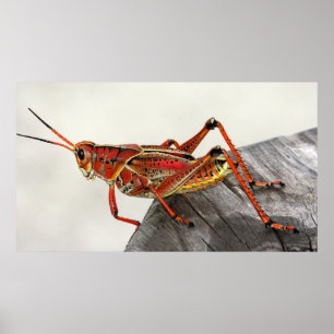 Póster Grasshopper Bug Insect Artwork Photo Poster
