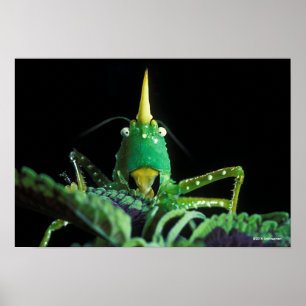 Póster Grasshopper con Cabecera Cone