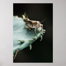 Póster Grasshopper on Cactus
