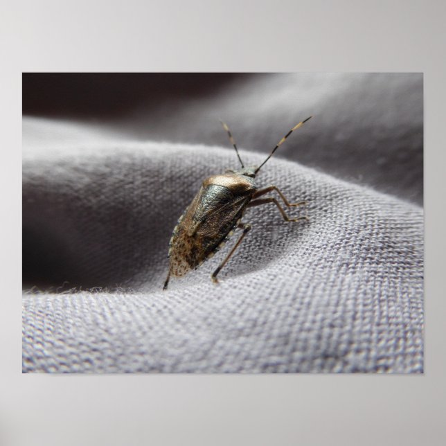 Póster Graue Gartenwanze buggy stink bug (Frente)