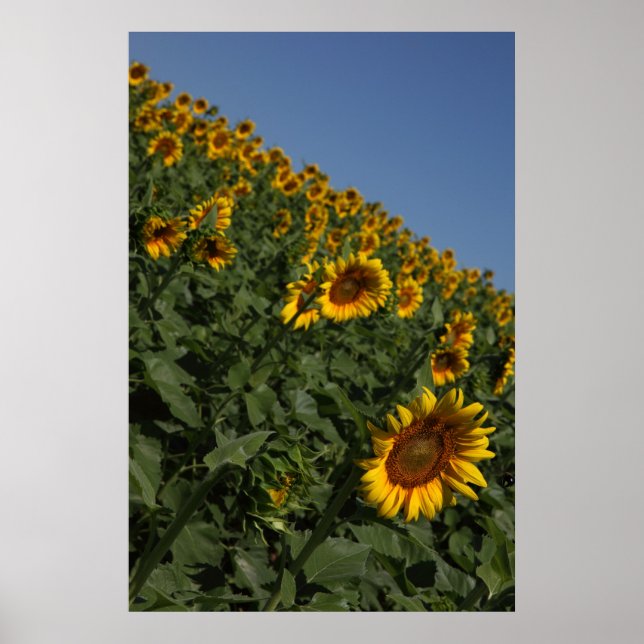 Póster Gravedad (Frente)