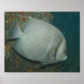 Póster Gray Angelfish, Value Poster Paper (Semi-Gloss)