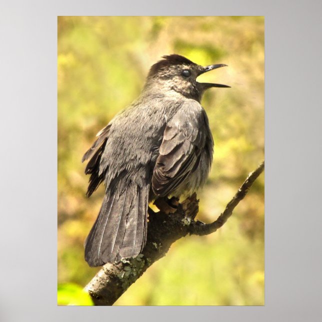 Póster Gray Catbird canta su canción Poster (Frente)