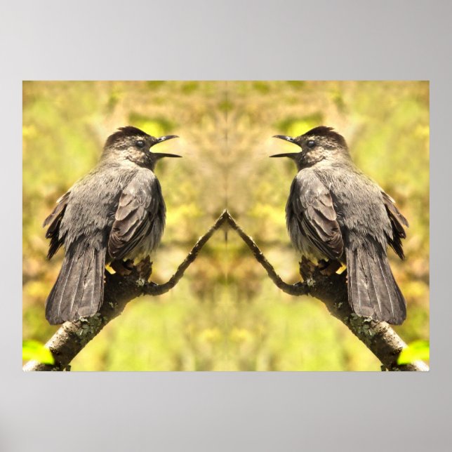 Póster Gray Catbirds Cantando Su Canción Poster (Frente)