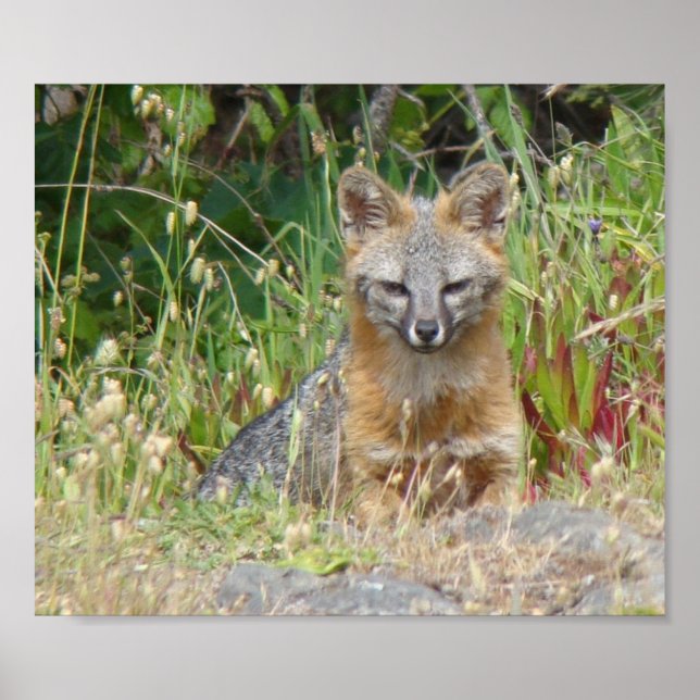Póster Gray Fox poster (Frente)