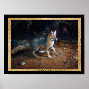 Póster Gray Fox Ready