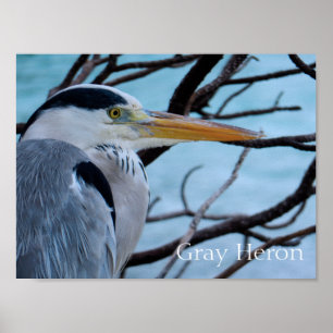 Póster Gray Heron