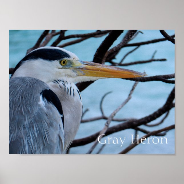 Póster Gray Heron (Frente)